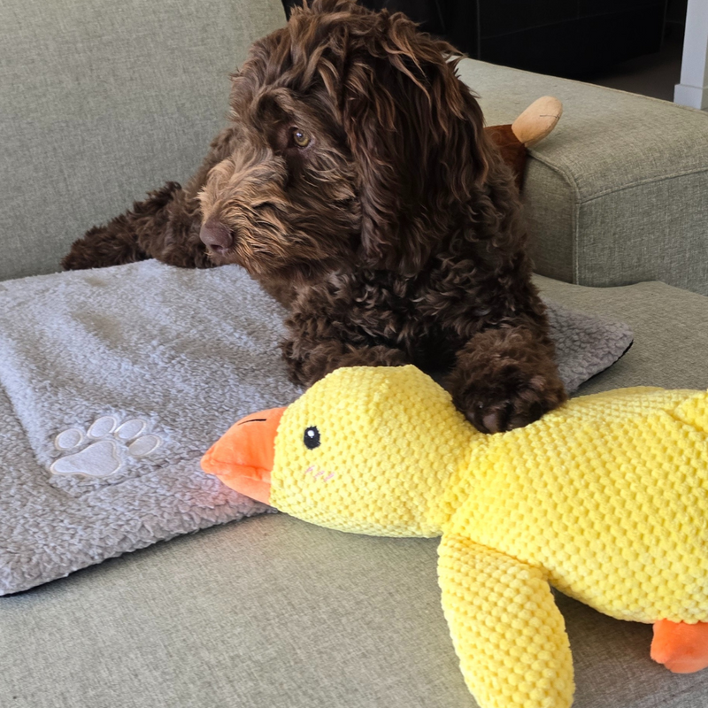 Dog Calming Duck