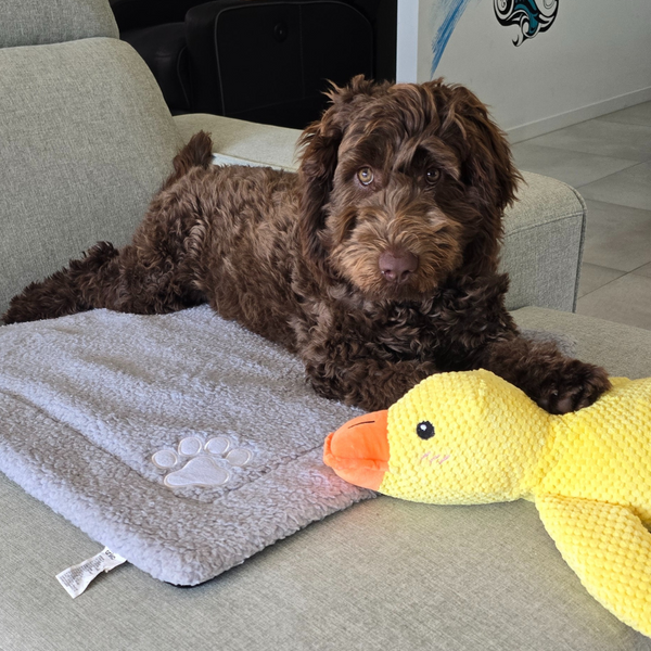 Dog Calming Duck