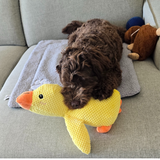 Dog Calming Duck