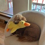 Dog Calming Duck