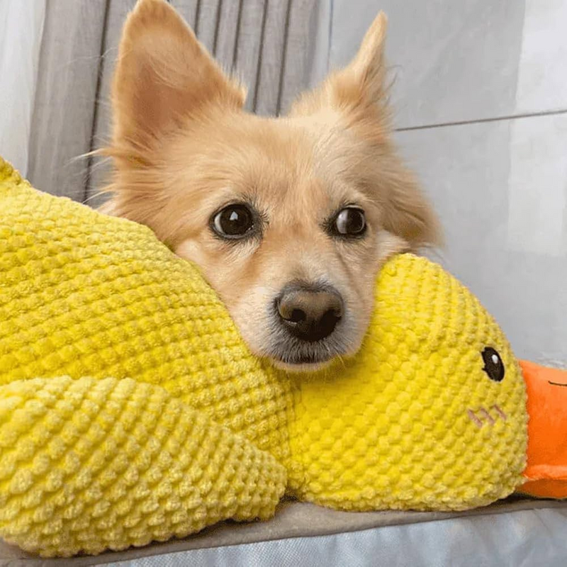 Dog Calming Duck