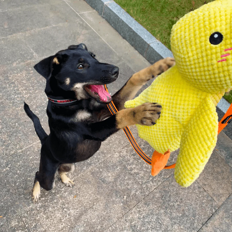 Dog Calming Duck