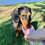 Pet Water Bottle & Snack Holder